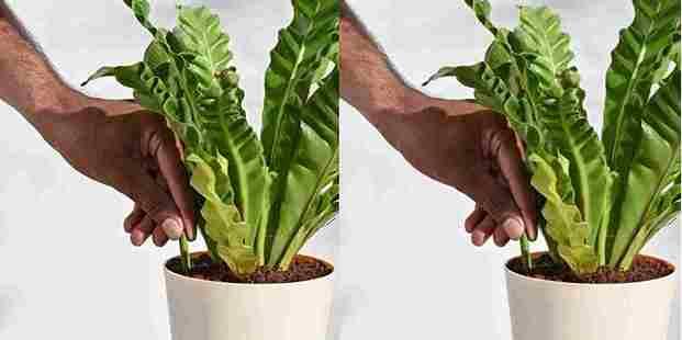 All Purpose Plant Grow Fertilizer Sticks For Plants Buy 1 Get 1 Free